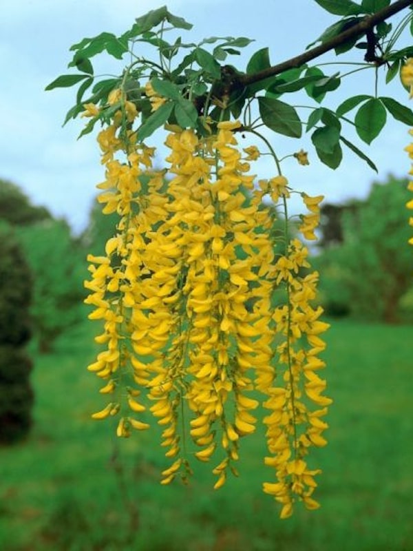 Laburnum Pub Laburnum watereri Vossii 220-240 cm - Gradina mea