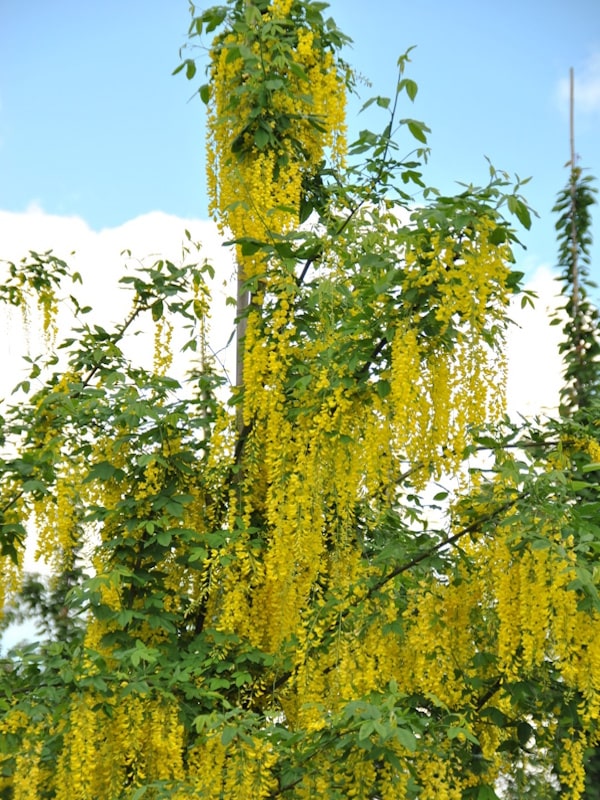 Laburnum Pub Laburnum watereri Vossii 220-240 cm - Gradina mea