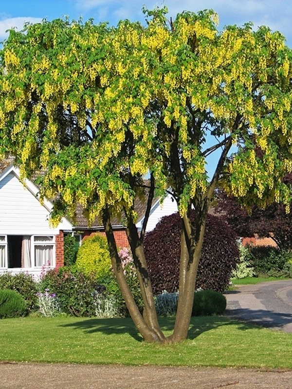 Laburnum Pub Laburnum watereri Vossii 220-240 cm - Gradina mea