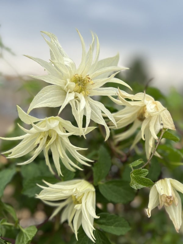 Clematis Lemon Dream - Gradina mea