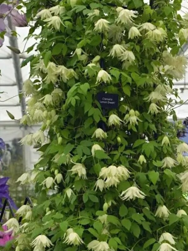 Clematis Lemon Dream - Gradina mea