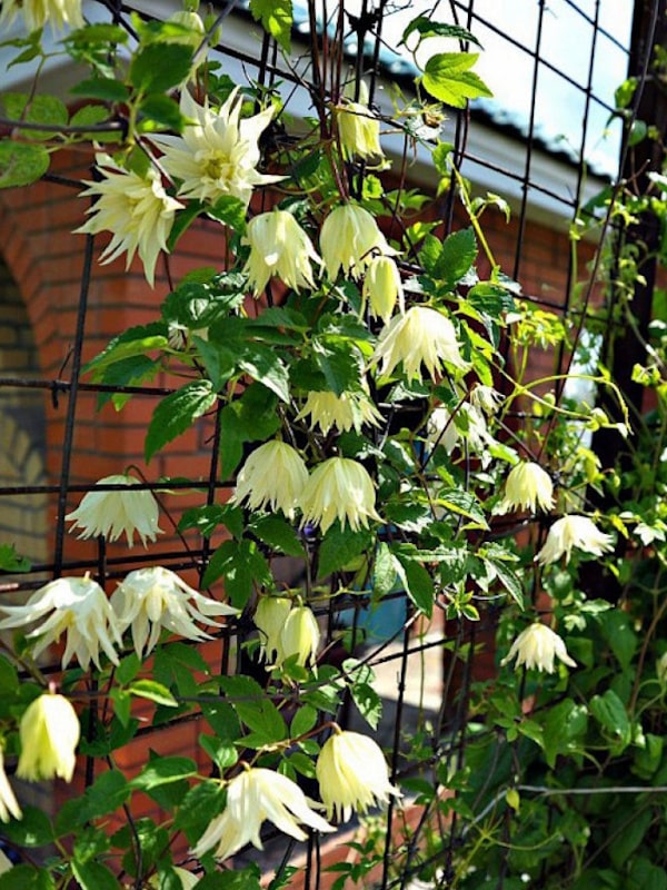 Clematis Lemon Dream - Gradina mea