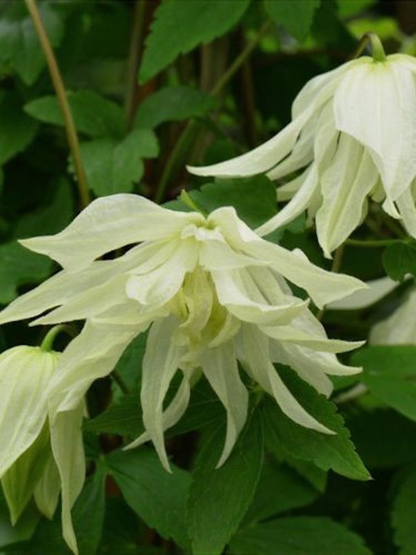 Clematis Lemon Dream - Gradina mea